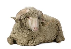 Arles Merino sheep, ram, lying down.