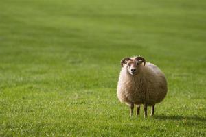 Sheep in Iceland photo