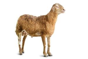 Sheep isolated photo