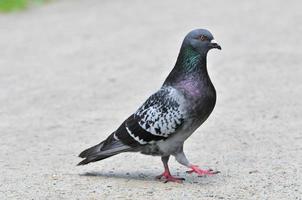 Pigeon. Dove. photo