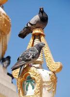 Pigeons on Ulaanbaatar monastery photo