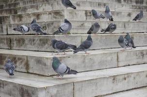 Pigeons on steps photo