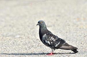 Pigeon and dove photo