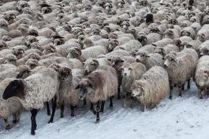 rebaño de ovejas en invierno foto