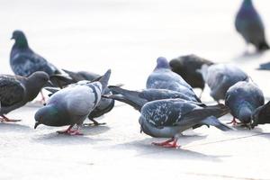 Pigeons eating crumbs