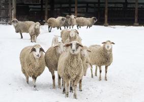 Sheep on snow photo