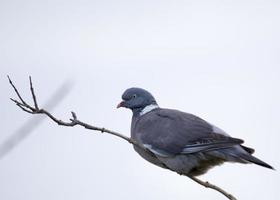 Wood Pigeon (Columba palumbus) photo