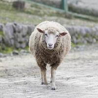 Sheep photo