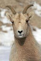 Bighorn Sheep - windblown portrait