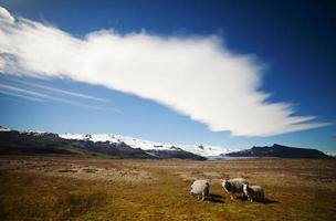 ovejas islandesas en pradera