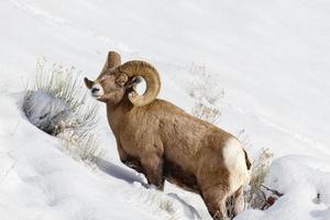 Bighorn Sheep photo