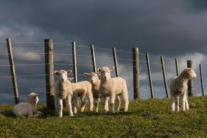 staring lambs