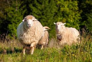 rebaño de ovejas pastando