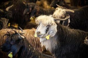 eid al-adha, kurban bayrami - cabras en el mercado de ganado en estambul.