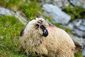Highlands sheep closeup