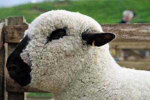 Retrato de una oveja hampshire down, con su sondeo lanudo foto