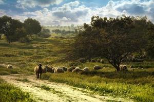 ovejas pastando en un campo verde