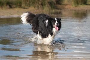 Border Collie corriendo en el agua