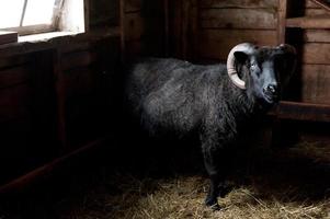 ovejas shetland negras con cuernos foto