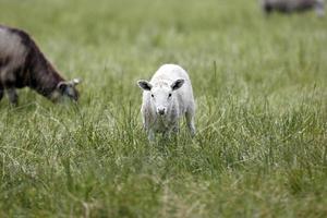 Sheeps on a meadow photo