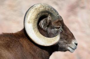 Rocky Mountain Big Horn Ram