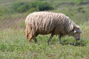 sheep grazing on green meadow