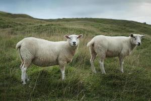 Sheep grazing on a hillside photo
