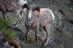Bighorn sheep photo