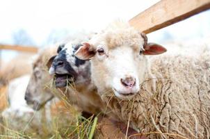 Byre ovejas comiendo hierba y heno en la granja local.