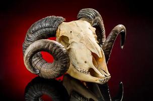 Animal skull with big horn photo