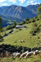 rebaño de ovejas en los Pirineos otoñales