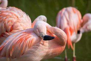 Flamingos in a pond in a natural environment