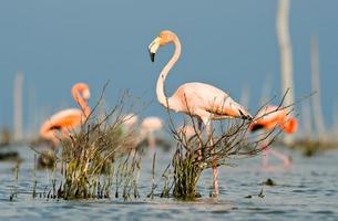 The pink Caribbean flamingo goes on water. photo