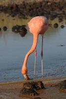 American Flamingo (Phoenicopterus ruber) photo