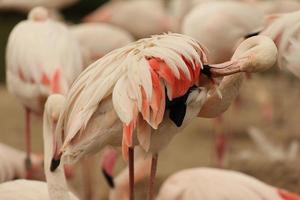 Preening flamingo photo