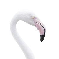 Head flamingo photo