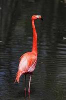 Beautiful pink flamingo.