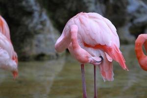 Flamingo Grooming photo