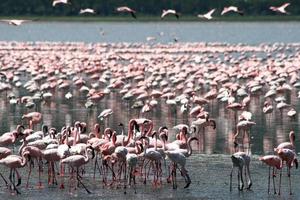 Flamingos in Africa photo