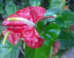 flor de flamenco
