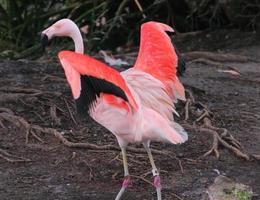 Flamingo about to fly photo