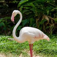 Flamingo bird. photo