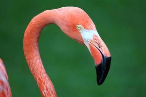 Pink Flamingo photo