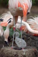 Flamingo and chick