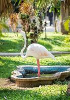 Sad Flamingo in zoo photo