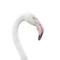 Head flamingo isolated on white background. This has clipping pa