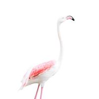 Flamingo isolated on white background. This has clipping path. photo