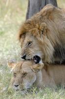 Lion photo