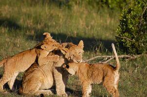 masai mara - kenia foto