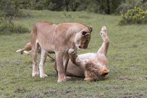 Leona y joven león jugando